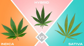 Indica vs Sativa vs Hybride