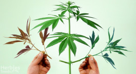 Greffer du cannabis