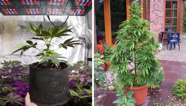 taille pot culture cannabis