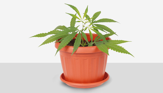 pot pour cannabis