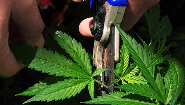 comment tailler cannabis croissance