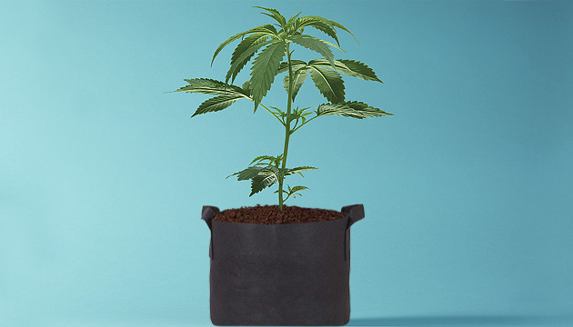 comment arroser les plantes de cannabis