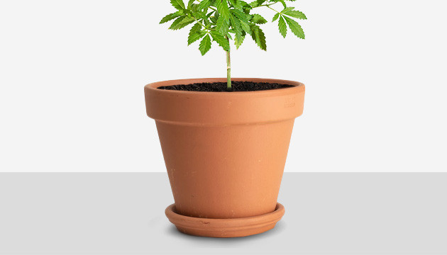pot culture cannabis