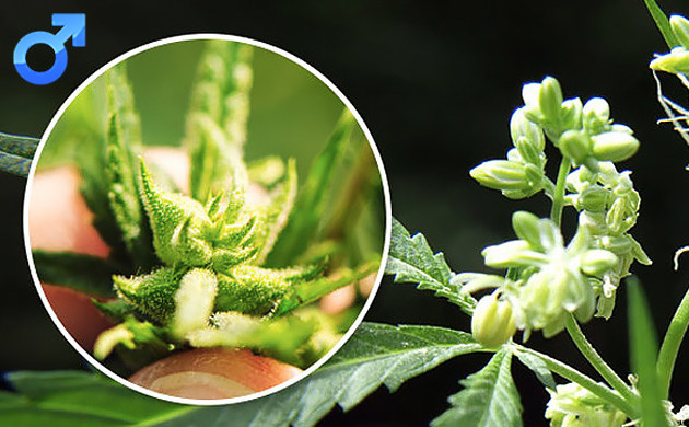 plante de marijuana femelle