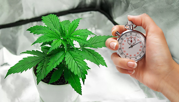 cannabis temps de croissance