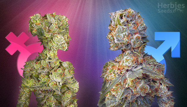 plants de marijuana mâles vs femelles