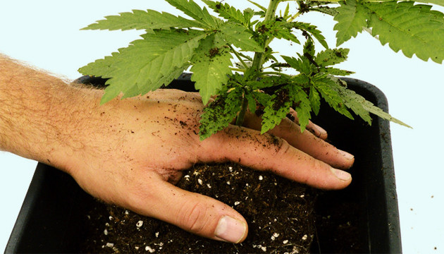 debut croissance cannabis