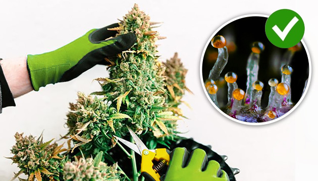 etape de floraison cannabis en photo