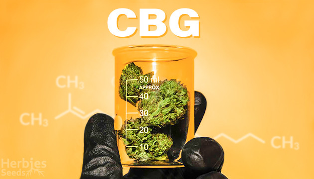 Everything We Know About Canabigerol + CBG Strains That You Can Already Try Today