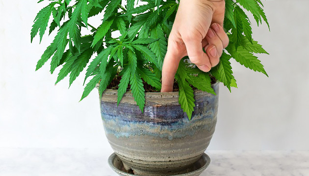 arrosage cannabis debut croissance