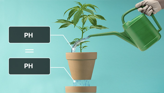 que faire si la plante de cannabis est trop arrosée