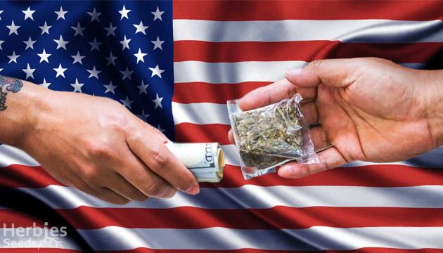is it legal to buy marijuana seeds in usa