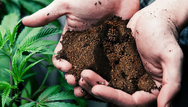 engrais cannabis croissance