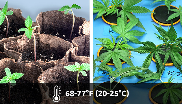 température de croissance de la marijuana