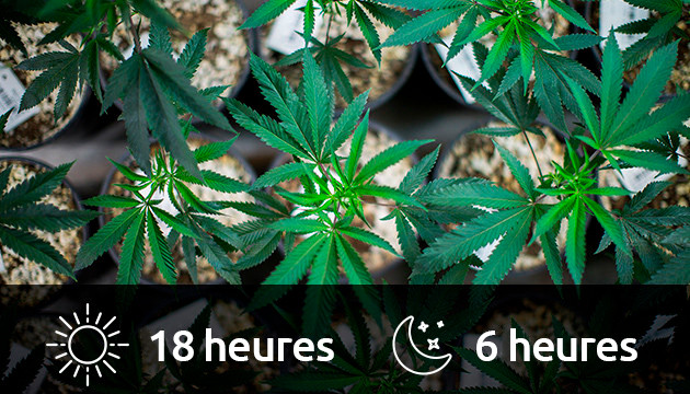 eclairage croissance cannabis