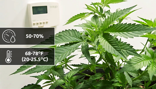 temperature croissance cannabis