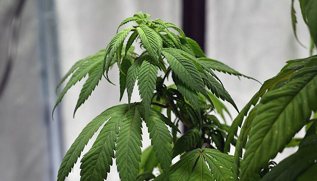 arrosage des plants de cannabis