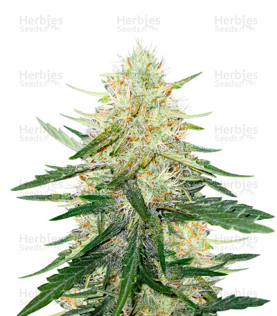 Ztrawberriez Auto Fem Cannabis Seeds For Sale Herbies Seeds