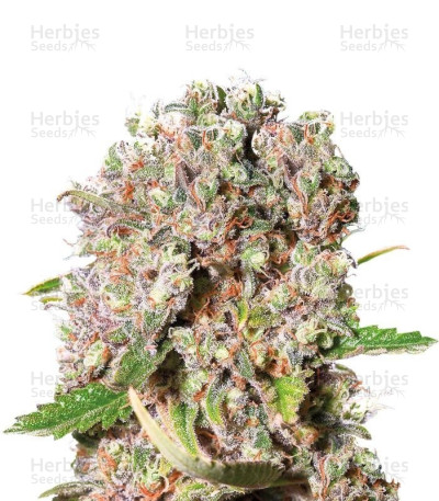 Mendocino Skunk Feminized Seeds For Sale Herbies Seeds