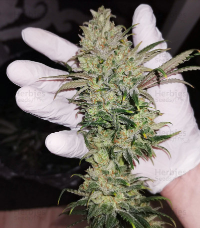 Buy Amnesia Lemon Kush Feminized Seeds By Original Sensible Seeds