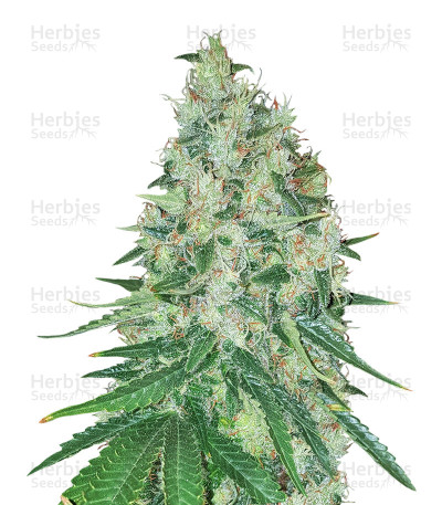 Vente De Graines De Cannabis Apollo Haze Regular Brothers Grimm Seeds