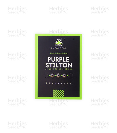 Purple Stilton Auto Fem Cannabis Seeds For Sale Herbies Seeds