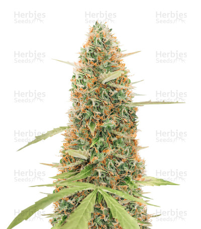 Buy Gg Original Glue Autoflower Feminized Seeds By Herbies Seeds Usa