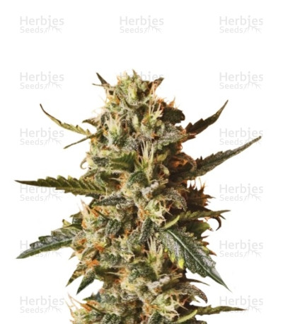 Bubblegum Xl Feminized Seeds For Sale Herbies Seeds