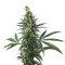 Shiva Shanti Seeds
