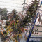 PainKiller Seeds