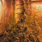 Botafumeiros Seeds