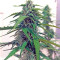 Botafumeiros Seeds