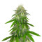 LA Chocolat Seeds