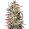 PainKiller Seeds