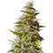 Botafumeiros Seeds