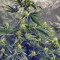 Pure Kush Seeds (Green House Seeds)