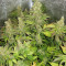 Blue Mystic strain