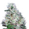 Bubble Gum Seeds