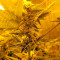 Northern Lights (00 Seeds) Seeds