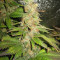 Blue Mystic cannabis strain