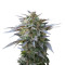 Blue Mystic strain