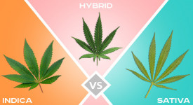 indica vs sativa vs híbrido