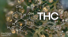Qu'est-ce que le THC ?