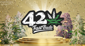 Fastbuds: Easily The Top-Selling Among Seed Banks
