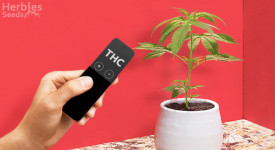 how to increase thc in cannabis