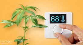 best temperature to grow cannabis