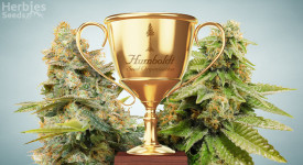 Humboldt Seeds Best Strains