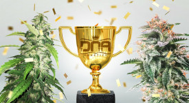 best strains from DNA Genetics