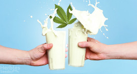 cannamilk: how to make it