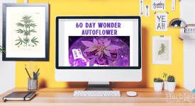 60 Day Wonder Autoflower Grow Report